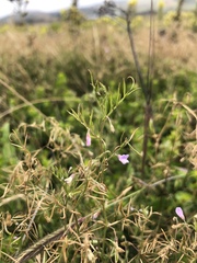 Vicia tetrasperma