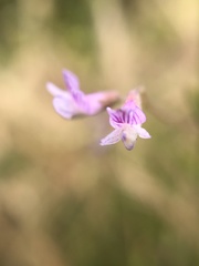 Vicia tetrasperma