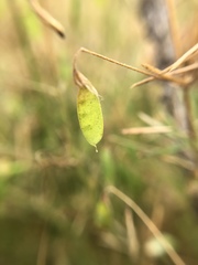 Vicia tetrasperma
