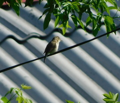 Acrocephalus dumetorum