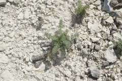 Seseli dichotomum