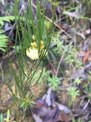 Acacia ptychoclada