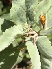 Melhania oblongifolia
