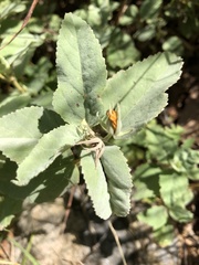 Melhania oblongifolia