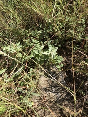 Melhania oblongifolia