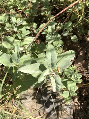 Melhania oblongifolia