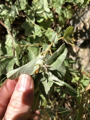 Melhania oblongifolia