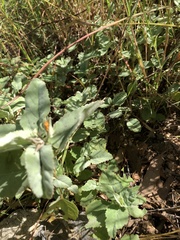 Melhania oblongifolia