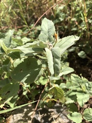 Melhania oblongifolia