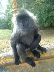 Trachypithecus selangorensis