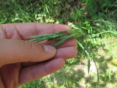 Bromus secalinus
