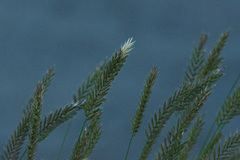 Agropyron