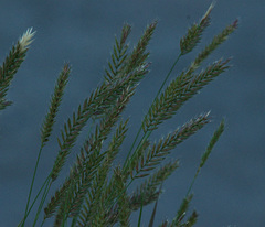 Agropyron