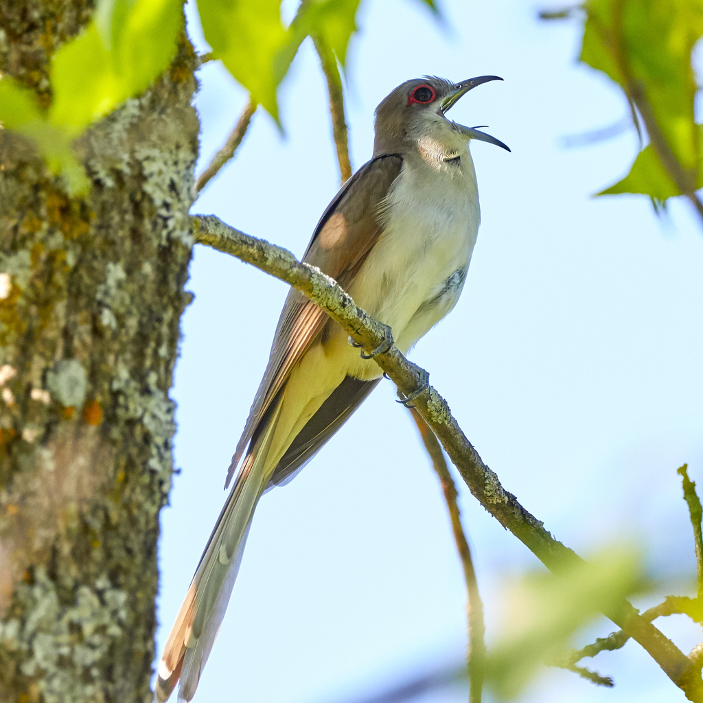 Black-billed Cuckoo