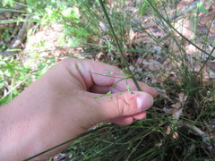 Juncus coriaceus
