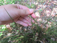 Juncus coriaceus