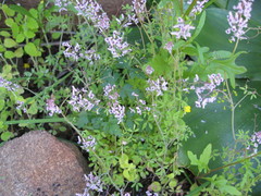 Trigonocapnos lichtensteinii