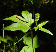 Ranunculus pensylvanicus