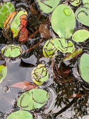 Polypedilum braseniae