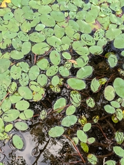 Polypedilum braseniae