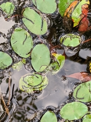 Polypedilum braseniae