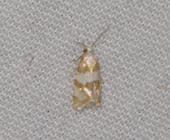 Aethes argentilimitana