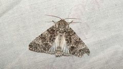 Acronicta megacephala