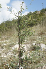 Cotoneaster tauricus