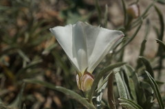 Convolvulus holosericeus