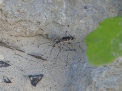 Ellipsoptera wapleri