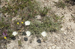 Convolvulus holosericeus