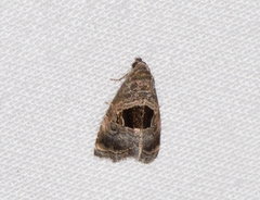 Tripudia rectangula