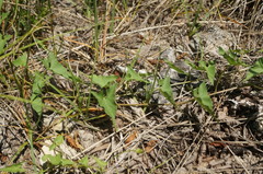 Convolvulus scammonia