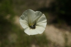 Convolvulus scammonia