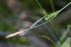 Carex gracilescens
