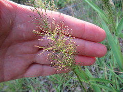 Dichanthelium polyanthes