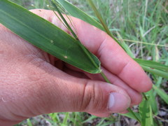 Dichanthelium polyanthes
