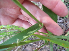 Dichanthelium polyanthes