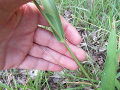 Dichanthelium polyanthes