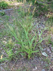 Dichanthelium polyanthes