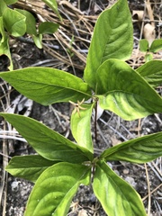 Lysimachia latifolia