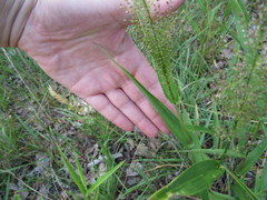 Dichanthelium polyanthes