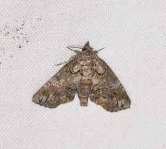 Paectes abrostolella