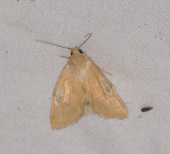 Heliocheilus paradoxus