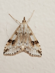 Udea washingtonalis