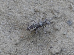 Ellipsoptera wapleri