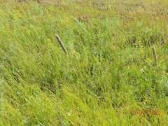 Alopecurus pratensis