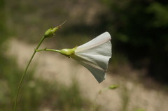 Convolvulus scammonia