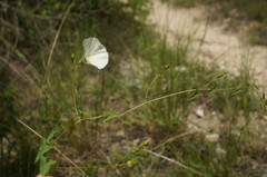 Convolvulus scammonia