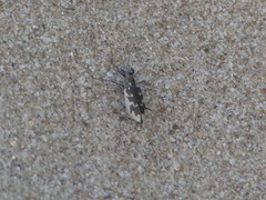 Ellipsoptera wapleri